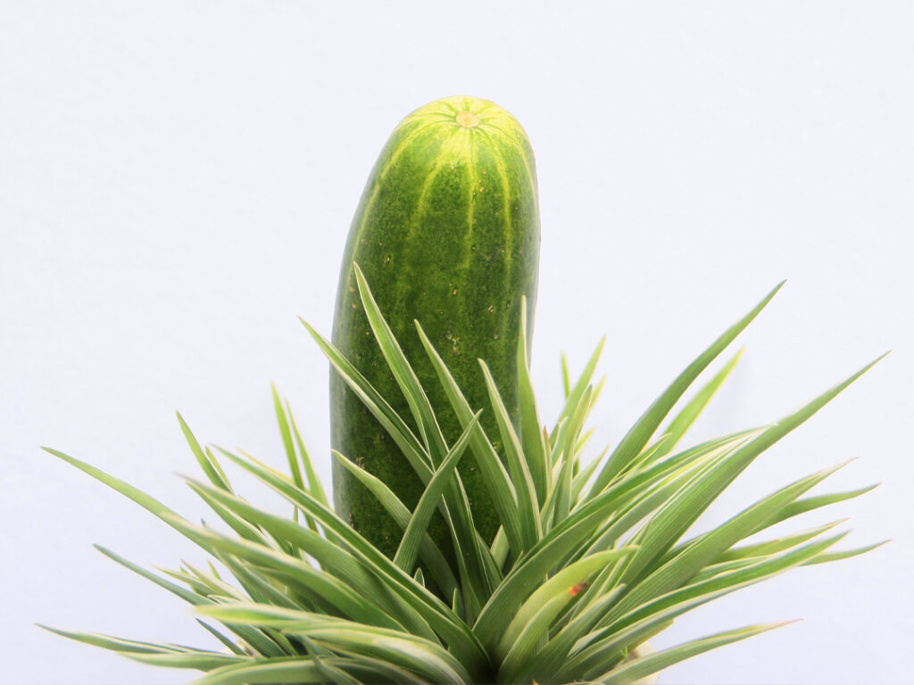 cucumber with leaves around base